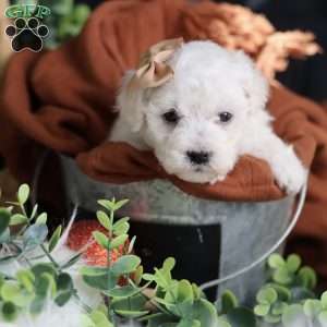 Tiny-Peppermint, Bichon Frise Puppy